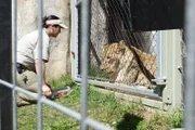Keeper with lion.