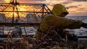 Wizard crew sorting crab at the table, nice sunset in the background