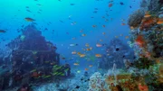 Naturschutz unter Wasser: Bedrohte Korallenarten werden auf künstlichen Riffen wieder angesiedelt.