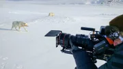 PHOENIX POLARWÖLFE, "Überleben in Kanadas Arktis". Geduld ist bei Tierfilmern generell gefragt, aber die Polarwölfe von Ellesmere haben Kameramann Ivo Nörenberg auf eine besonders harte Probe gestellt. Weitere Fotos auf Anfrage.