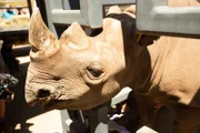 Black rhino.