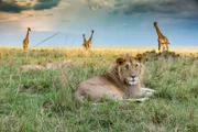 The Warriors lions with giraffes in the background.