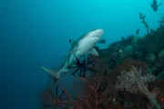 Morotai Island, Indonesien: Schwarzspitzen-Riffhai von unten nach oben
