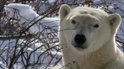 Polar bear