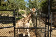 Giraffe at San Diego Zoo Safari Park.