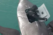 Austin in voller SCUBA-Ausrüstung schließt EARL-Luke