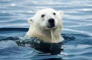 Durch das Abschmelzen des Eises an den Polen verlegen sich Eisbären vermehrt auf den Fischfang.    +++