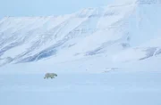 Eisbär.