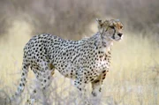 Als Touristenführer arbeiten? Viele Einheimische erkennen, dass lebende Geparden mehr Geld einbringen als die Felle erlegter Tiere.