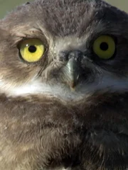 Owl.