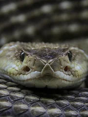 A rattlesnake looking at the camera.