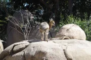 Male klipspringer at the San Diego Zoo Africa Rocks exhibit.