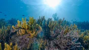 Der indonesische Name "Sulawesi" bedeutet "Eiseninsel". Er ist auf die großen Eisenerzvorkommen zurückzuführen, die vermutlich dazu beigetragen haben, dass sich sowohl auf der Insel als auch im Meer ein so kraftvolles, üppiges Ökosystem entwickelt hat.