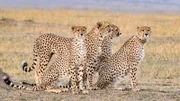 Cheetah.