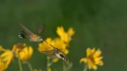Hummingbird