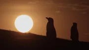 Pinguine    +++