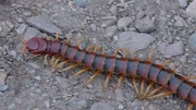 Scolopendra    +++