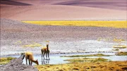 Atacama - Vikunjas