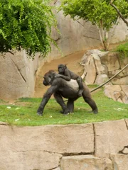 Gorillas at San Diego Zoo Safari Park.