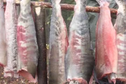 Verarbeiteter Fisch hängt im Basislager.