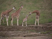 Baby giraffe with older giraffes.