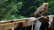 SENDER: ARD - SENDETITEL: Tiere bis unters Dach Folge 29 - UNTERTITEL:  Komischer Kauz - CAPTION:  ARD/SWR TIERE BIS UNTERS DACH FOLGE 29, "Komischer Kauz", Buch: Sebastian Andrae, Regie: Andreas Morell, am Freitag (29.03.13) um 09:30 Uhr im ERSTEN..Eine Eule führt die Freunde von Greta Hansen (Enya Elstner) zu einer verfallenen Hütte im Wald..© SWR/Maria Wiesler, honorarfrei - Verwendung gemäß der AGB im engen inhaltlichen, redaktionellen Zusammenhang mit genannter SWR-Sendung und bei Nennung "Bild: SWR/Maria Wiesler" (S2). SWR-Pressestelle/Fotoredaktion, Baden-Baden, Tel: 07221/929-23876, Fax: -929-22059, foto@swr.de
