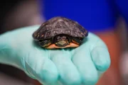 Spot the turtle, being held