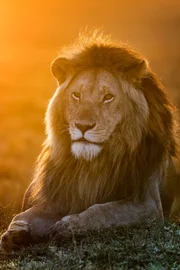 Lion dad Lipstick.