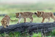 Lion cubs playing on a log of wood