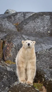 Als einziger Bär hält der Eisbär keine Winterruhe. Im Gegenteil: Wenn das Packeis wächst, beginnt die eigentliche Jagdsaison.