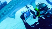 James benutzt einen Unterwasser-Ultraschall, um schwangere Tigerhaie zu identifizieren.