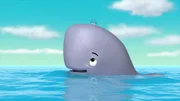 Baby whale