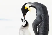 SRF DOK Pinguine - Eine faszinierende Familie Kaiserpinguinküken müssen einige der kältesten Bedingungen der Erde überleben.