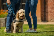 Cockapoos Bear