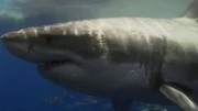 Hai