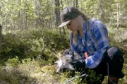 In Schweden fängt Liv Ljungström Hagström einen Marderhund im Rahmen des „Mårdhundsprojektet“.