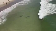 Mehrere Haie schwimmen sehr nah am Strand mit Touristen