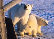 Die auf Wrangel Island von der Arktis abgeschnittenen Eisbären leiden unter einer Hungersnot und wagen alles, um an etwas Nahrung zu kommen. Der Hunger treibt sie sogar zum Kannibalismus. Kein Wunder, dass sie sich auch Hütten nähern.