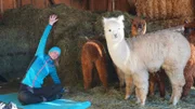 eine Person neben Lama