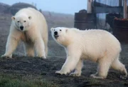 Eisbären auf Wrangel Island - Noch über 1000 Polarbären leben auf Wrangel Island. Noch heute gilt die Insel als Kinderstube der Polarbären. Doch die Klimaerwärmung macht den Tieren die Nahrungssuche schwer.