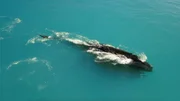 A whale