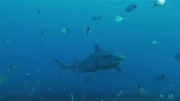 Hai und Fisch