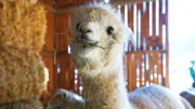 Lama