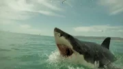 Ein Hai mit großem geöffneten Maul ist an der Oberfläche des Wassers zu sehen.