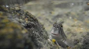 Grundeln (Gobiidae).