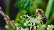 Die kleinen Arbeiterinnen der Natur: Die winzige Seidenbiene ist eine von über 200 Wildbienenarten in Norwegen, die fleißig einen großen Beitrag zur Artenvielfalt leisten.