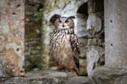 Wildtiere wie der Uhu bewohnen heute Ruinen die in den Wäldern der Böhmischen Schweiz versteckt liegen.