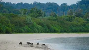 Nikobaren-Langschwanzmakake (Macaca fascicularis umbrosa), Nikobaren (Indien).
