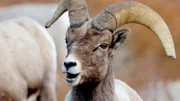 In freier Wildbahn leben nur noch etwa 600 Sierra Dickhornschafe