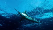 Der Marlin ist der schnellste Fisch der Meere – er erreicht bis zu 110 km/h.
